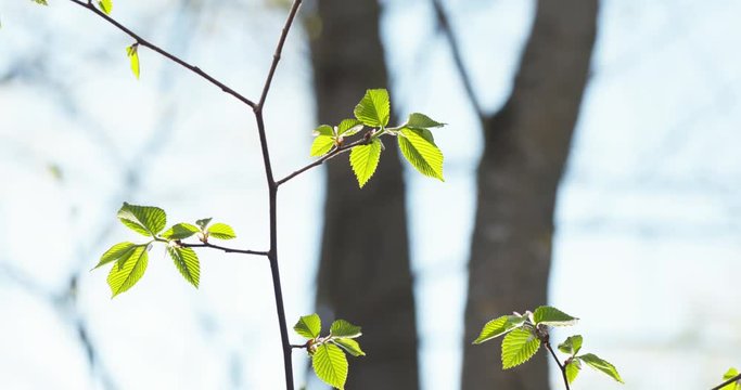 pan shot of ulmus glabra elm leaves in spring day, 4k 60fps prores footage