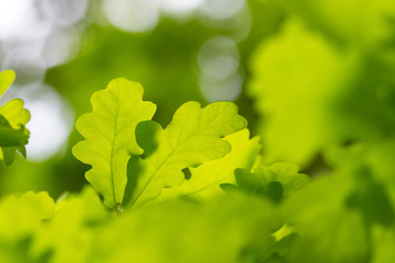 Fototapeta na wymiar fresh green leaves with copy space. Green oak leaves in the sun with selective focus and defocused background. Nature background in summer
