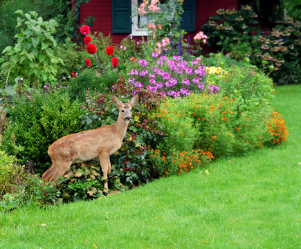rehkitz im garten