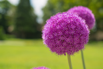  Fleur d'ail g&eacute;ant  (Allium giganteum) gros plan.