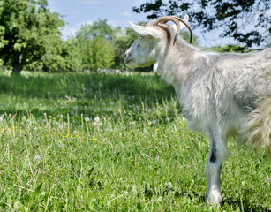 Obraz premium Gray goat with horns