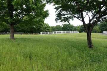 初夏の公園