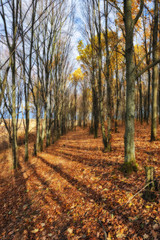 Obraz premium autumn forest. Autumn morning in the birch forest