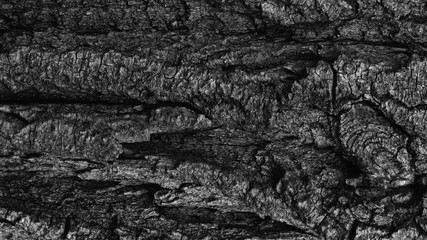 Wood black and white texture background