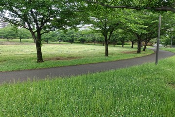 Fototapeta premium 初夏の公園