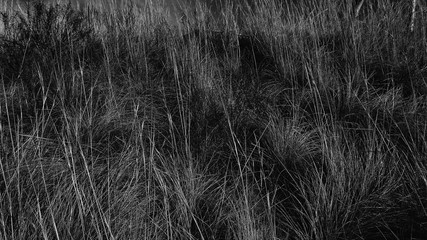texture of black and white grass for background