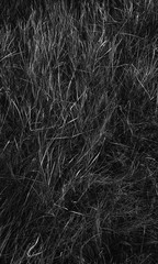 texture of black and white grass for background