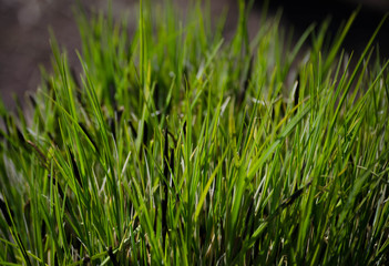 Natural Green Grass