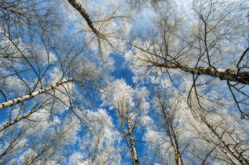 Fototapeta na wymiar winter forest. Trees against the sky. frosty morning