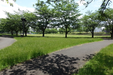 初夏の公園