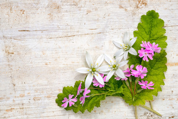 corner frame from ornithogalum and phlox subulata flowers and leaves on a wooden background with copy space