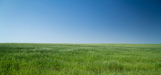 The field of unripe wheat in windy weather