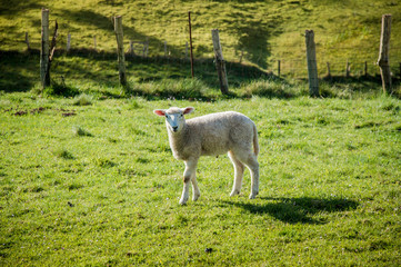 Fototapeta premium isolated lamb in the morning sun