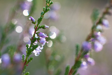 Heather in morning dew 2