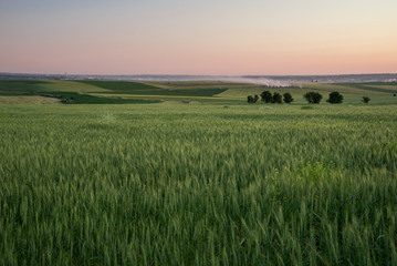 The field of unripe wheat at sunset. South Kazakhstan