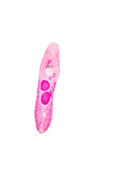 Allocreadium sp. under microscope view for education.