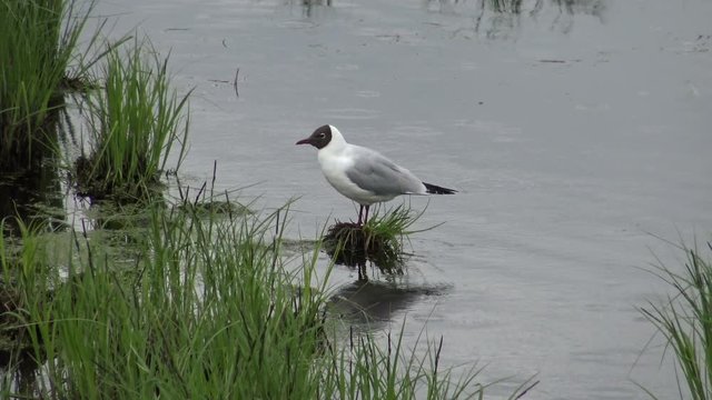 Blackhead Gull river sitting on a hummock pod. Wild gulls on the water. Free birds in their natural environment.
