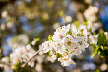 White cherry blossom flower