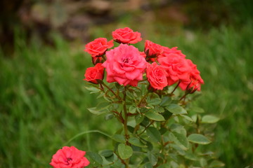 Red roses in a garden
