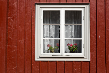 Two red geraniums in an old window with white lace curtains, on a house with an outer wall of red wooden planks