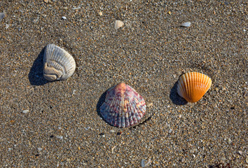 Three seashells
