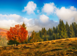 Fototapeta premium Autumn morning. Misty dawn in the Carpathians