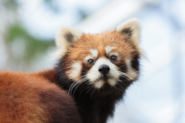 レッサーパンダ