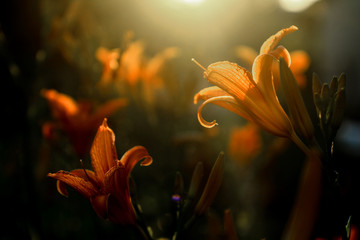 Fire lily - Flower garden