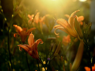 Flower garden - Fire lily
