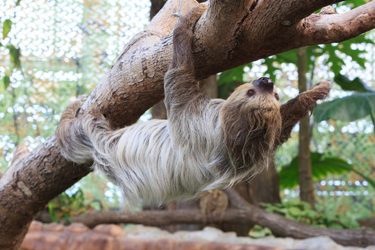 なまけもの Images Browse 107 Stock Photos Vectors And Video Adobe Stock