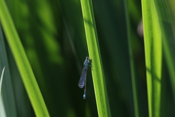 libellule