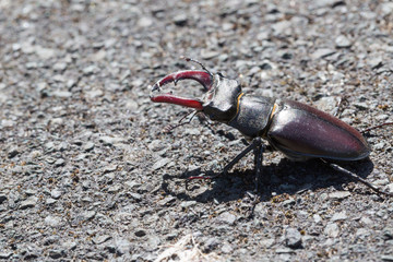 Stag beetle (Lucanus cervus) macro side portrait