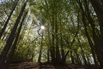 trees