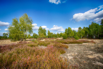 Obraz premium Fields of flowering heather 1