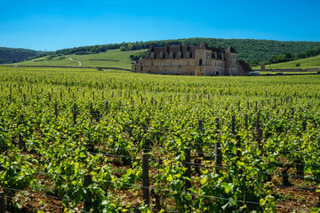 Fototapeta na wymiar F, Burgund, Côte d'Or, Vougeot, Château Clos Vougeot, Weinberge, Reben, Himmel strahlend blau und klar