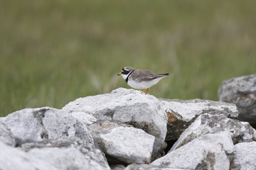 Common Ringed Plover