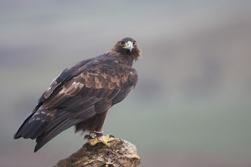 Golden Eagle,