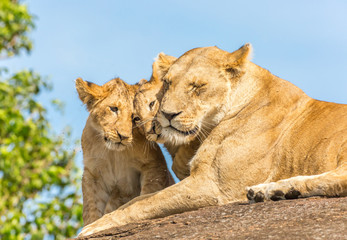 Lioness and lion cubs © Alexey Osokin