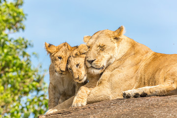 Lioness and lion cubs © Alexey Osokin