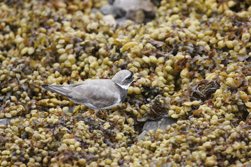 Common Ringed Plover