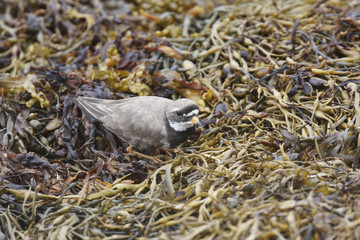 Obraz premium Common Ringed Plover