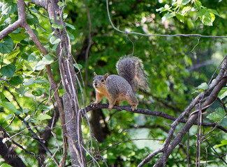squirl