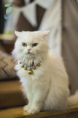 Portrait of beautiful Persian cats