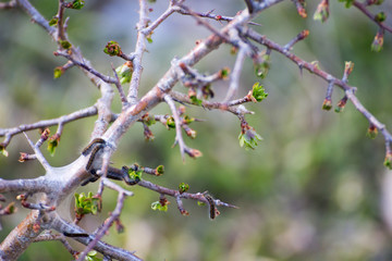 Larva of a pine processionary moth Thaumetopoea pityocampa 
