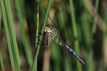 libellule