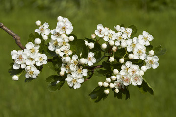 Hawthorn flowers,
