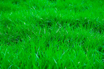 Green grass nature background