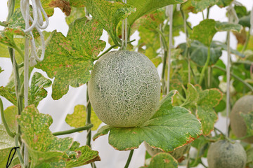 japanese green cantaloup melon in greenhouse farm.