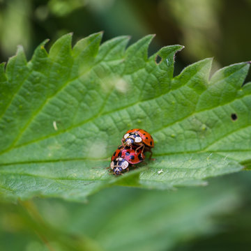 Square crop of a ladybird pair