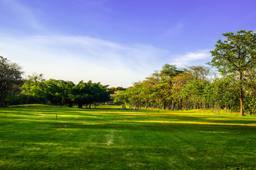Fototapeta na wymiar Central public park with tree and green grass